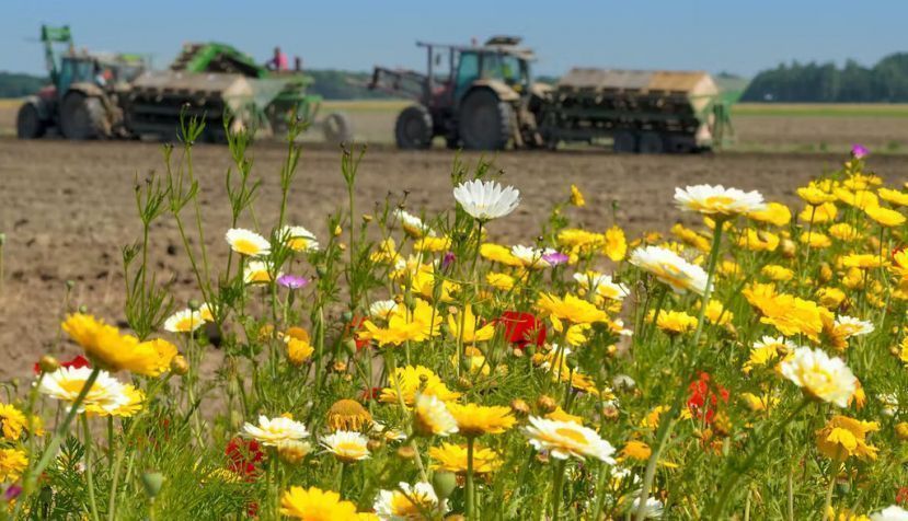 La vegetación silvestre en los bordes de los cultivos fomenta la presencia de polinizadores y otros animales. Rene Hartmann / Shutterstock