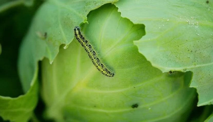 Las plantas se comunican entre ellas para avisar de la presencia de amenazas. Tomas Vynikal / Shutterstock