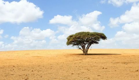 El Gobierno prevé aprobar en 2022 la nueva estrategia contra la desertización