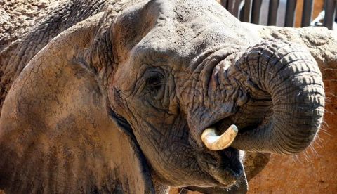 Fallece en el Zoo de Barcelona la elefanta africana Yoyo, la más longeva de su especie del mundo