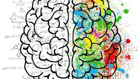 brain. CC BY-NC