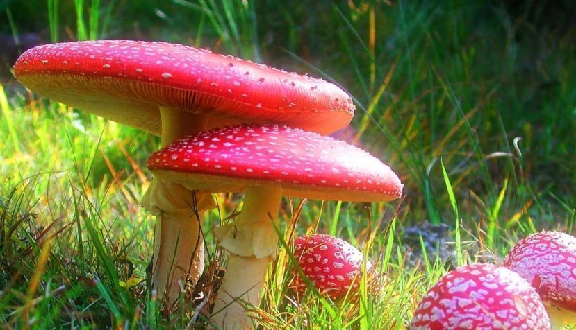 Amanita muscaria, la conocida matamoscas o falsa oronja, un hongo venenoso. Luis Monje, Author provided
