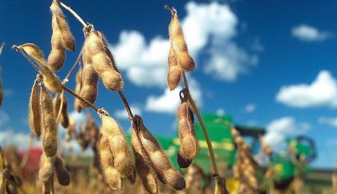 Un cultivo de soja. EFE/WEIMER CARVALHO/Archivo