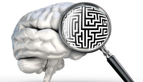 Así es como el “navegador” del cerebro calcula la ruta más corta