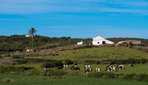 En la imagen, unas vacas pastan en Es Mercadal, Menorca. EFE/ David Arquimbau Sintes/Archivo