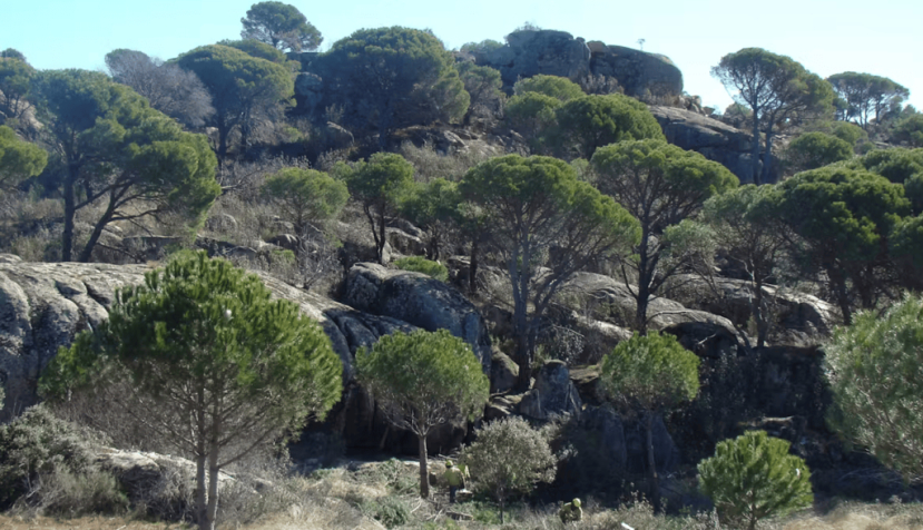 Monte del Pinar de Almorox (Toledo). Luis Díaz Balteiro