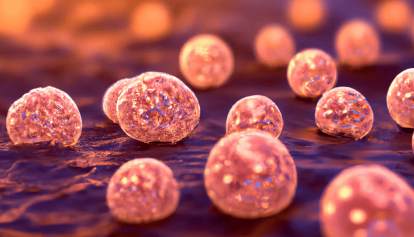 Bacterias estafilococas. Kateryna Kon/Shutterstock