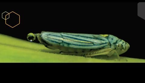 Un cicadélido carga una gota de orina antes de catapultarla. Fuente: Georgia Institute of Technology