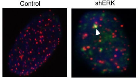 Imagen facilitada por el Centro Nacional de Investigaciones Oncológicas (CNIO). En la imagen, en rojo, telómeros en fibroblastos embrionarios de ratón; a la derecha, se muestran en verde los daños en el ADN causados por la inhibición de ERK, enzima de la ruta RAS, lo que causa que TRF1 deje de funcionar. La flecha muestra el daño en los telómeros. EFE 	   