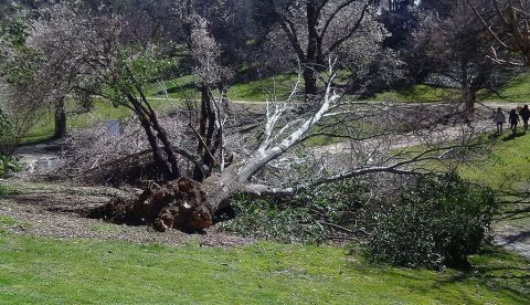 Álamo blanco arrancado por el viento en el Parque del Oeste, en Madrid. EFE/Archivo