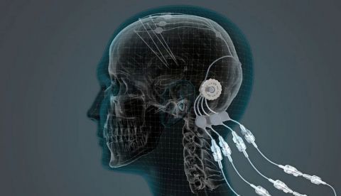 De nuevo el cerebro