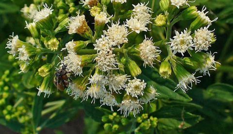 Ageratina altissima. Wikimedia Commons / H. Zell, CC BY-SA
