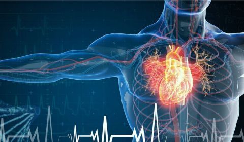 Médicos españoles descubren cómo el cerebro modula la actividad del corazón