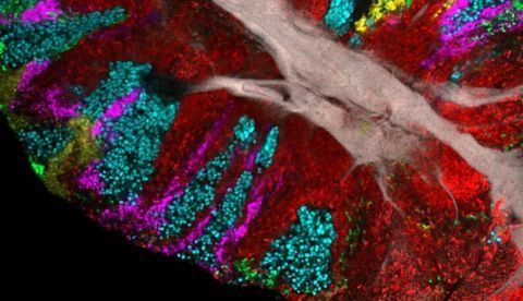 Imagen de la superficie de la lengua. El tejido epitelial humano forma un núcleo central (gris) y los colores indican diferentes bacterias desde la Actinomyces (rojo) a los Streptococcus (verde). EFE/Steven Wilbert y Gary Borisy del Instituto Forsyth