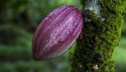 Washington, 9 jul (EFE).- Es totalmente legal, está disponible en el mercado y se está convirtiendo rápidamente en una moda juvenil en Estados Unidos: es el polvo de cacao puro que se inhala y que ya suscita dudas sobre si su consumo es conveniente o saludable.