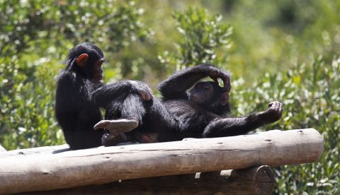Fotografía de chimpancés. EFE/Archivo