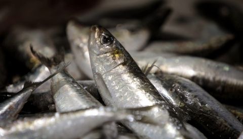 En la imagen, varios ejemplares de sardina en un mercado. EFE/Cabalar