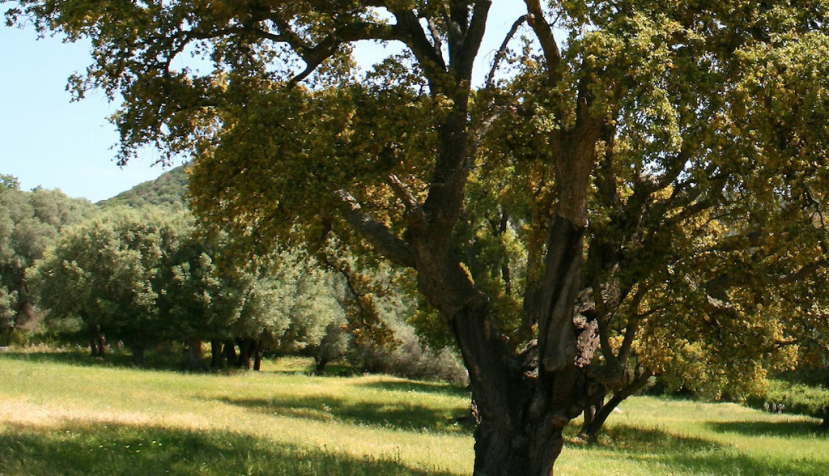 Alcornocal (Quercus suber) en flor. Wikimedia Commons., CC BY