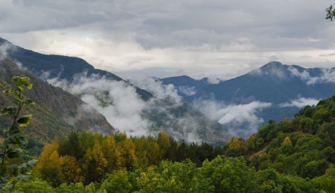 Diez bulos sobre los bosques que lastran el futuro del planeta