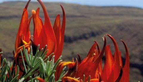 Foto cedida por la Sociedad Botánica Española (Sebot) de la especie "Lotus gomerythus", hallada en la isla canaria de La Gomera, y más conocida como 'picos de paloma'. EFE/Mario Fernández-Mazuecos