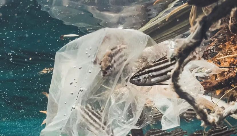 El plástico afecta a la fauna de los océanos y, finalmente, llega al ser humano a través de la red trófica marina. Naja Bertolt Jensen / Ocean Image Bank, CC BY