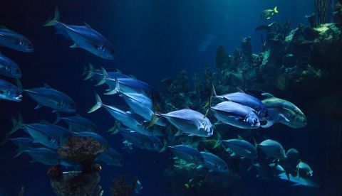 Cuidar la biodiversidad marina protege también de los tsunamis