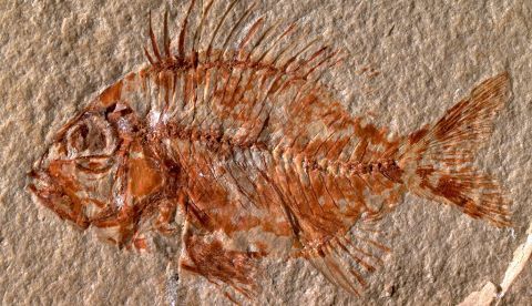 Hallan una nueva especie de pez en México que vivió hace 95 millones de años