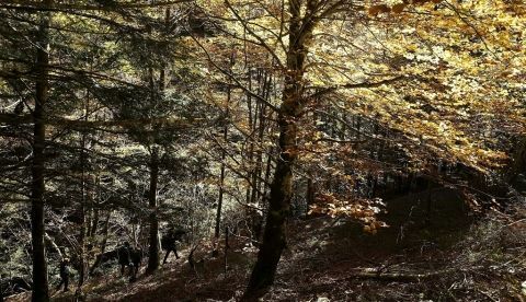 Desarrollar y poner en valor los territorios forestales en España resulta "fundamental" para levantar un país pero, a diferencia de lo que sucede con la agricultura y la ganadería, que han tenido "mucha importancia" durante la actual crisis sanitaria, se consideran "un sector primario olvidado". EFE/Jesús Diges