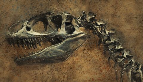 Encuentran a un dinosaurio volador, descrito como un dragón, en Australia