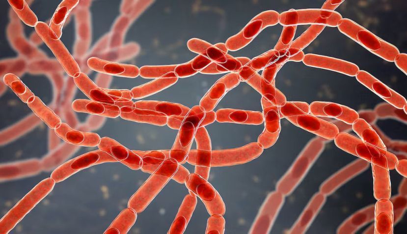 Bacterias ‘Bacillus anthracis’, las causantes de la enfermedad del ántrax. Kateryna Kon/Shutterstock