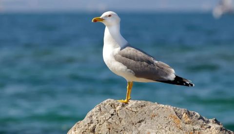 Las gaviotas ayudan en la dispersión de los invertebrados exóticos en áreas protegidas