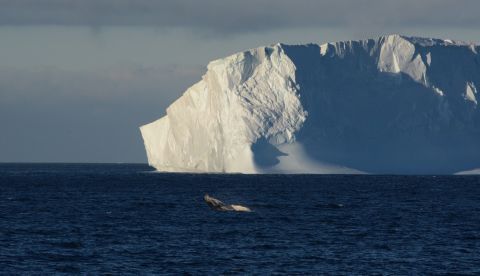 Vista de una ballena mientras salta, con un iceberg de fondo, hoy, en la Antártida. EFE/Stephanie Langerock