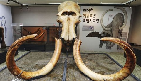 El cráneo y cuernos de un mamut son expuestos en el Natural Monument Center en Daejeon al sur de Seúl en Corea del Sur. EFE/Archivo