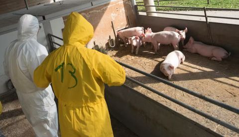 Veterinarios inspeccionan una granja de cerdos. Shutterstock / elmar gubisch