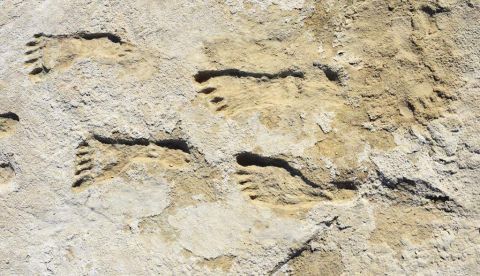Huellas en Nuevo México indican presencia humana en América hace 23.000 años