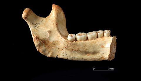 Foto de archivo de la hemimandíbula izquierda de Homo Antecessor procedente del nivel TD6 de Gran Dolina.Vista lingual (interna).EFE/Jordi Mestre