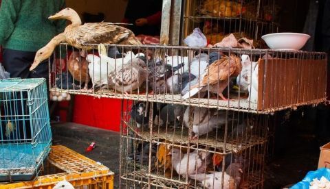 Aves en un mercado al aire libre en Shanghai (China). Jess Gregg / Shutterstock