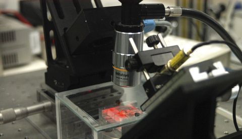 Para mejorar la comprensión de este tipo de virus, Xiaoyu Xu, de la Universidad Nanjing Normal en China, examinó restos moleculares en el ADN de 72 especies de peces, 4 anfibios y 16 reptiles. EFE/Archivo