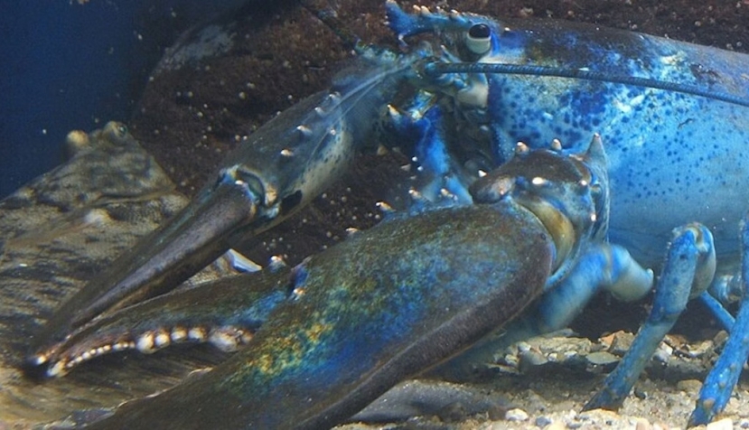 La langosta azul es un ejemplo de mutante. Steven G. Johnson / Wikimedia Commons., CC BY
