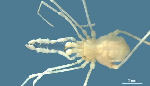 Fotografía cedida por el Consejo Nacional de Investigaciones Científicas y Técnicas (Conicet) de Argentina que muestra a un ejemplar macho de Otilioleptes marcelae, una especie de arácnido cavernícola hasta ahora desconocida, en Argentina. EFE/ Conicet
