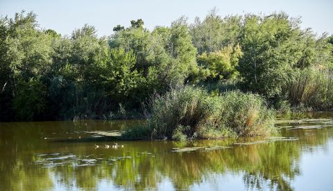 Los alrededores del Río Tajo a su paso por Talaverade la Reina, se llenan de mosquitos ante la falta de agua limpia y caudal. EFE/Manu Reino