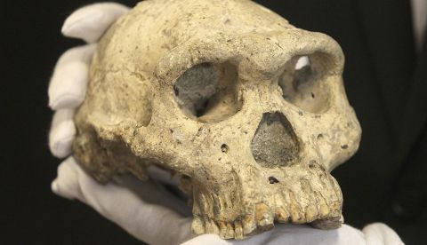 Imagen de un cráneo de un homínido de 1,8 millones de años descubierto en Georgia en 2005. EFE/Archivo