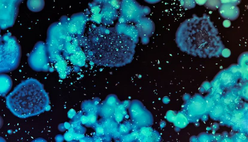 Bacterias cultivadas en una placa de Petri. Fortgens Photography / Shutterstock