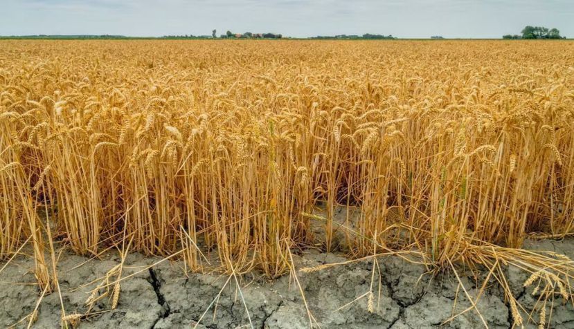 Sequía y anómalas temperaturas, mezcla dramática para el campo andaluz