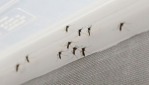 Fotografía de mosquito Aedes aegypti, transmisor del virus del Zika. EFE/Archivo