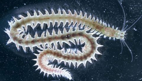Larva de gusano marino. Efeagro/Laboratorio Europeo de Biología Molecular
