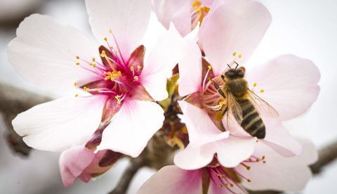Una abeja recolecta el polen de una flor de almendro, en el municipio murciano de Pliego. EFE/Marcial Guillén