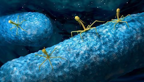 Ilustración de virus bacteriófagos infectando a una bacteria. Shutterstock / Christoph Burgstedt