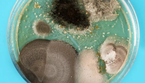 Placa de Petri con bacterias, levadura y moho. Shutterstock / luchschenF