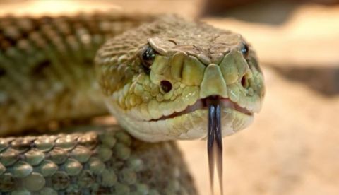 El veneno de la serpiente de cascabel mata bacterias / EFE